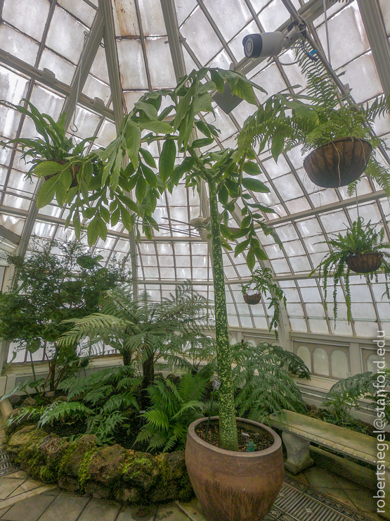 titan arum